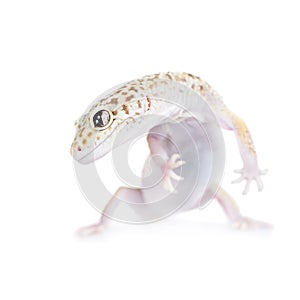 Cute Leopard Gecko on a white background