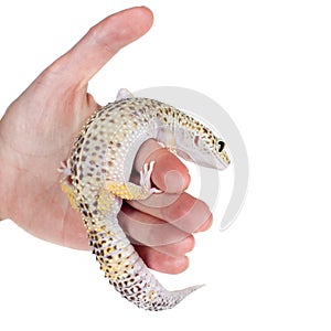 Cute Leopard Gecko on a white background