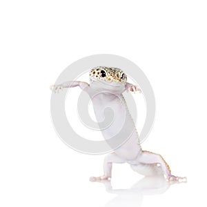 Cute Leopard Gecko on a white background