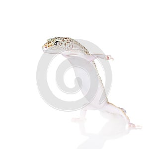 Cute Leopard Gecko on a white background