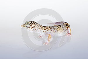 Cute Leopard Gecko on a white background