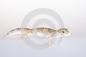 Cute Leopard Gecko on a white background