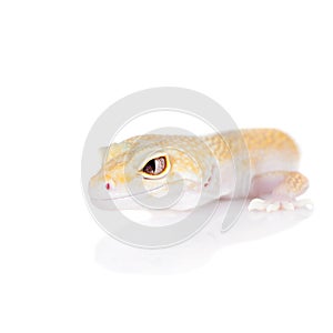 Cute Leopard Gecko on a white background