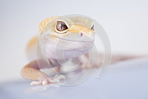 Cute Leopard Gecko on a white background