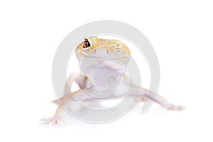 Cute Leopard Gecko on a white background