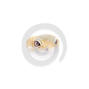 Cute Leopard Gecko on a white background