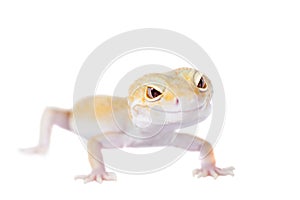 Cute Leopard Gecko on a white background