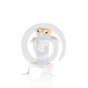 Cute Leopard Gecko on a white background