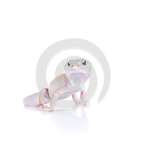 Cute Leopard Gecko on a white background