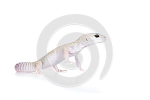 Cute Leopard Gecko on a white background