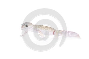 Cute Leopard Gecko on a white background