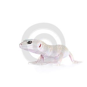 Cute Leopard Gecko on a white background