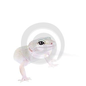 Cute Leopard Gecko on a white background