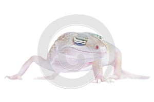 Cute Leopard Gecko on a white background