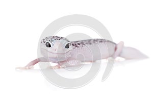 Cute Leopard Gecko on a white background