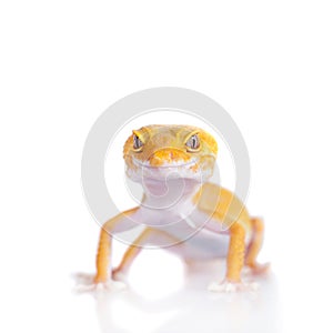 Cute Leopard Gecko on a white background