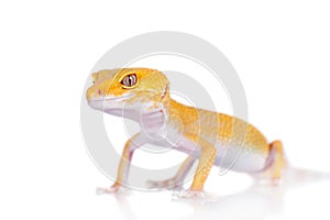 Cute Leopard Gecko on a white background