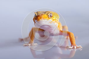 Cute Leopard Gecko on a white background