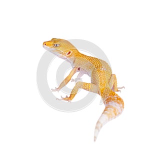 Cute Leopard Gecko on a white background