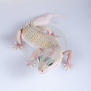 Cute Leopard Gecko on a white background