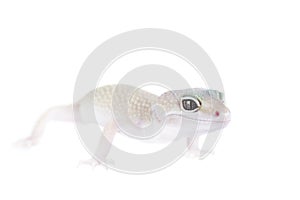 Cute Leopard Gecko on a white background