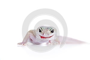 Cute Leopard Gecko on a white background