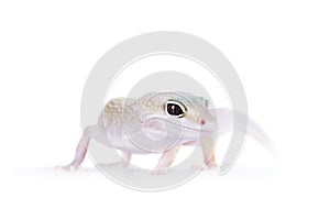 Cute Leopard Gecko on a white background