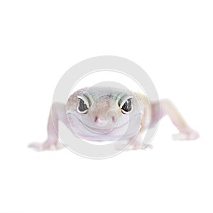 Cute Leopard Gecko on a white background