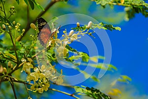 Cute leopard lacewing butterfly (Cethosia cyane), a species of h