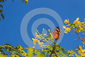 Cute leopard lacewing butterfly (Cethosia cyane), a species of h