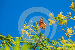 Cute leopard lacewing butterfly (Cethosia cyane), a species of h