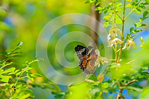 Cute leopard lacewing butterfly (Cethosia cyane), a species of h