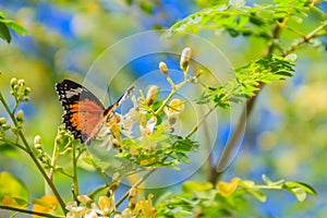 Cute leopard lacewing butterfly (Cethosia cyane), a species of h