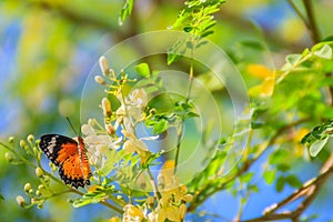 Cute leopard lacewing butterfly (Cethosia cyane), a species of h