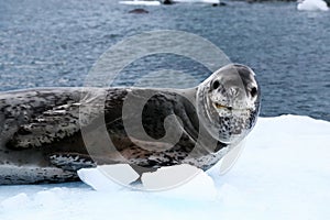 Cute Leopard Seal