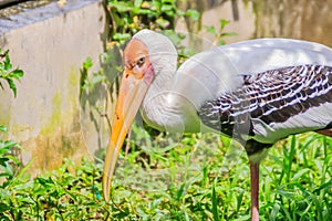 Cute Lesser adjutant stork in the nature. The lesser adjutant (Leptoptilos javanicus) is a large wading bird in the stork family