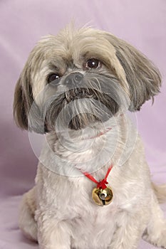 Cute Lhasa Apso
