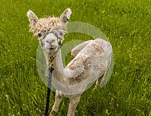 A cute light brown Alpaca in a field in Charnwood Forest, UK