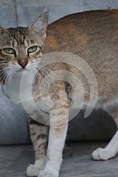 A grumpy and cute cat