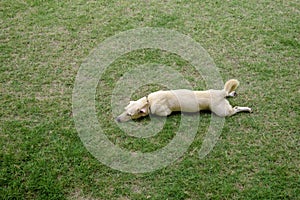 Cute light brown dog lay down on green grass