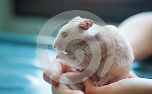 Cute light brown Syrian or Golden Hamster Mesocricetus auratus eating pet food. Taking Care, Mercy, Domestic Pet Animal Concept