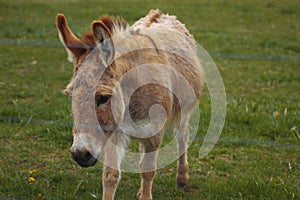 Cute, light-furred donkey in a sunny, grassy field