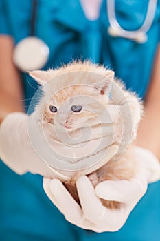 Cute light ginger kitten in veterinary healthcare professional hands - close up