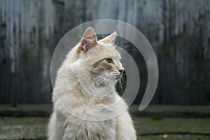 Cute light orange cat posing for portrait