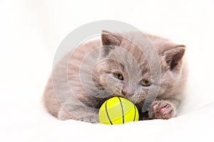 Cute lilac British kitten is curled up and sniffs a ball