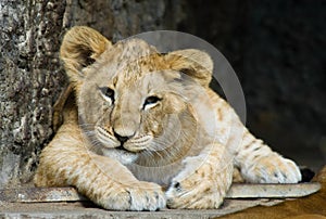 Cute lion cub