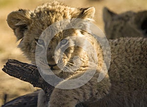 Cute lion cub face is about one of the big five of animal safaris across the African savannah photo