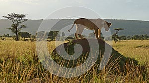 Cute Lion Cub and Lioness Playing in Africa, Young Funny Baby Lion in Maasai Mara, Kenya, Chasing an
