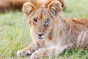 Cute lion cub