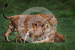 Cute lion cub with mother, African danger animal, Panthera leo, okavnago delta Botswana in Africa. Cat babe in nature habitat.
